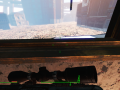 Fallout4 2015-11-16 21-22-16-20.png